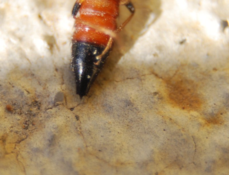 Staphylinidae